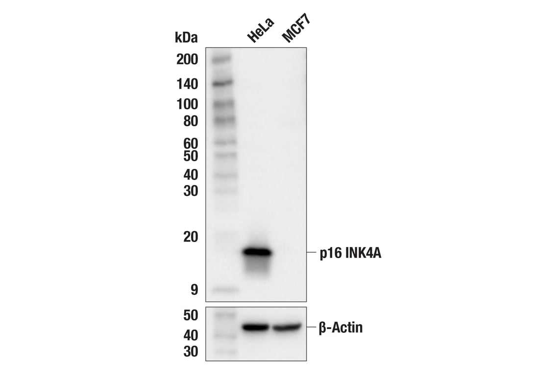 p16 Antibody (BC42) Mouse mAb | Cell Signaling Technology | Cell