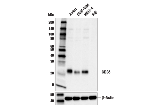 CD3 delta Antibody | Cell Signaling Technology