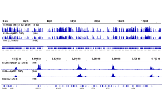 CUT&RUN Protein-DNA Interaction Assay Kit | Cell Signaling Technology