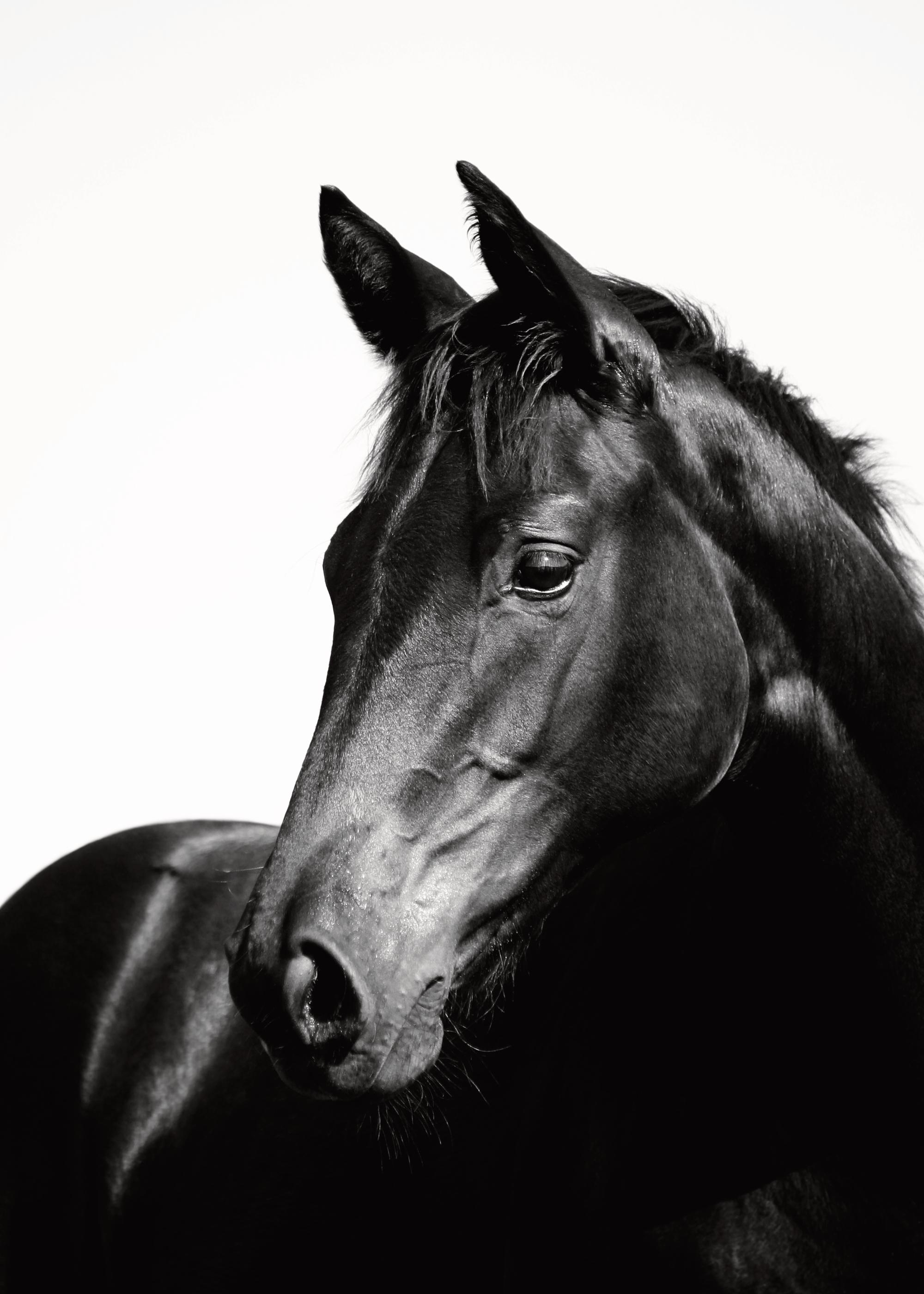 Black Stallion, Posters