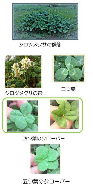 四つ葉のクローバー発生の秘密 | 栽培自由研究 | OATアグリオ栽培メディア