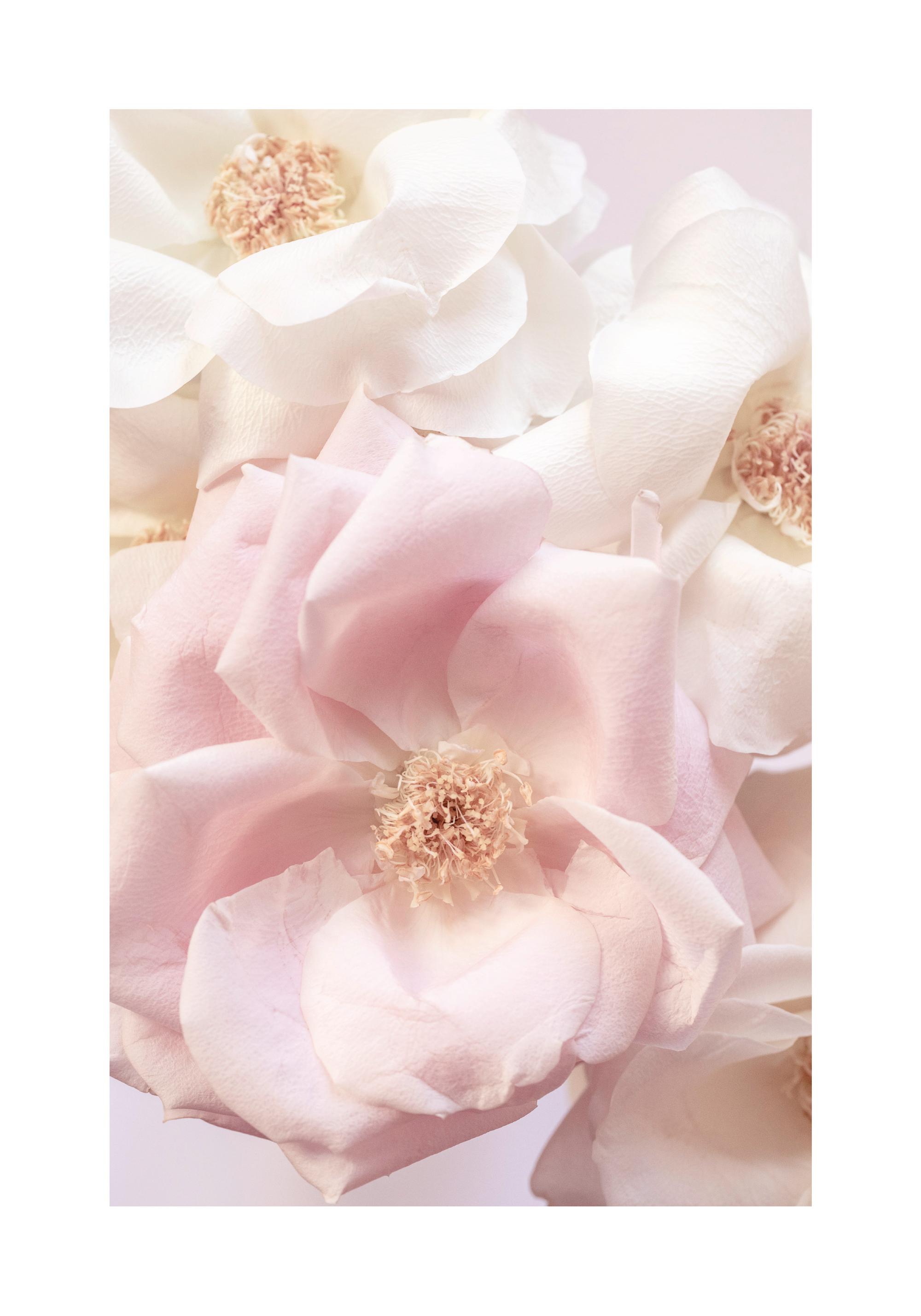 ソフトピンクローズポスター フラワーフォト | Poster Store JP