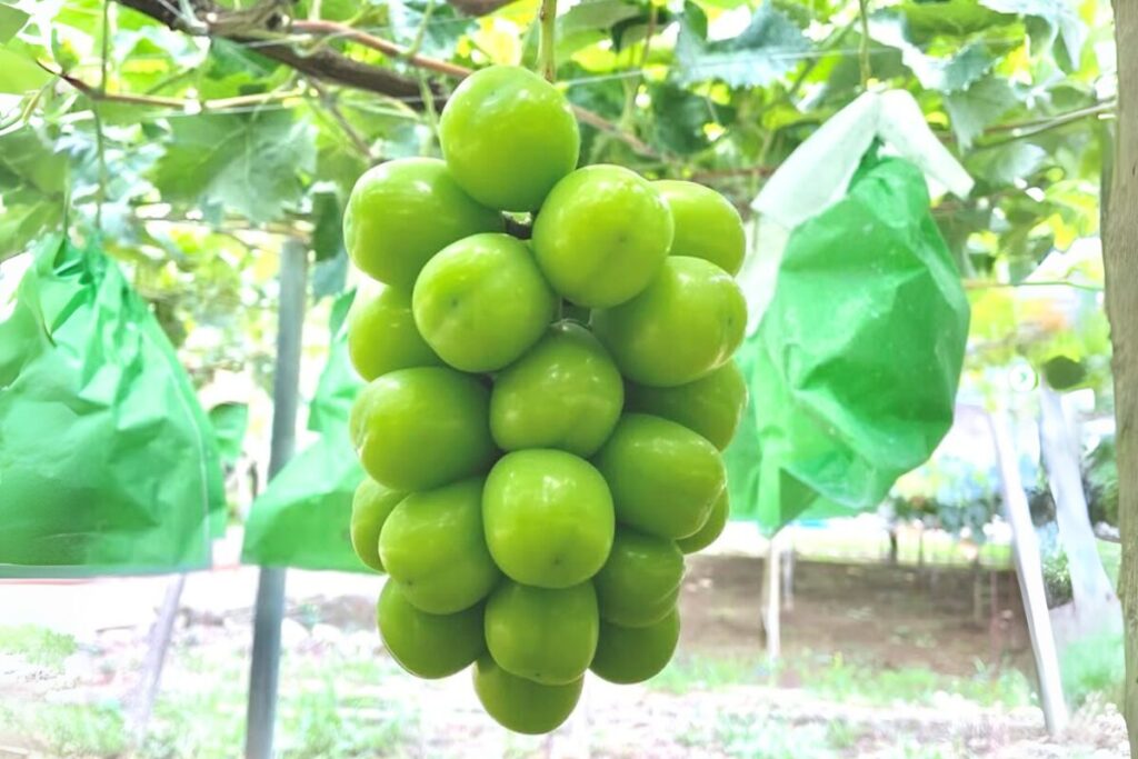 なぜ看護師がぶどう農家に？二刀流で挑む『極上の甘さ』の秘密 | 地域