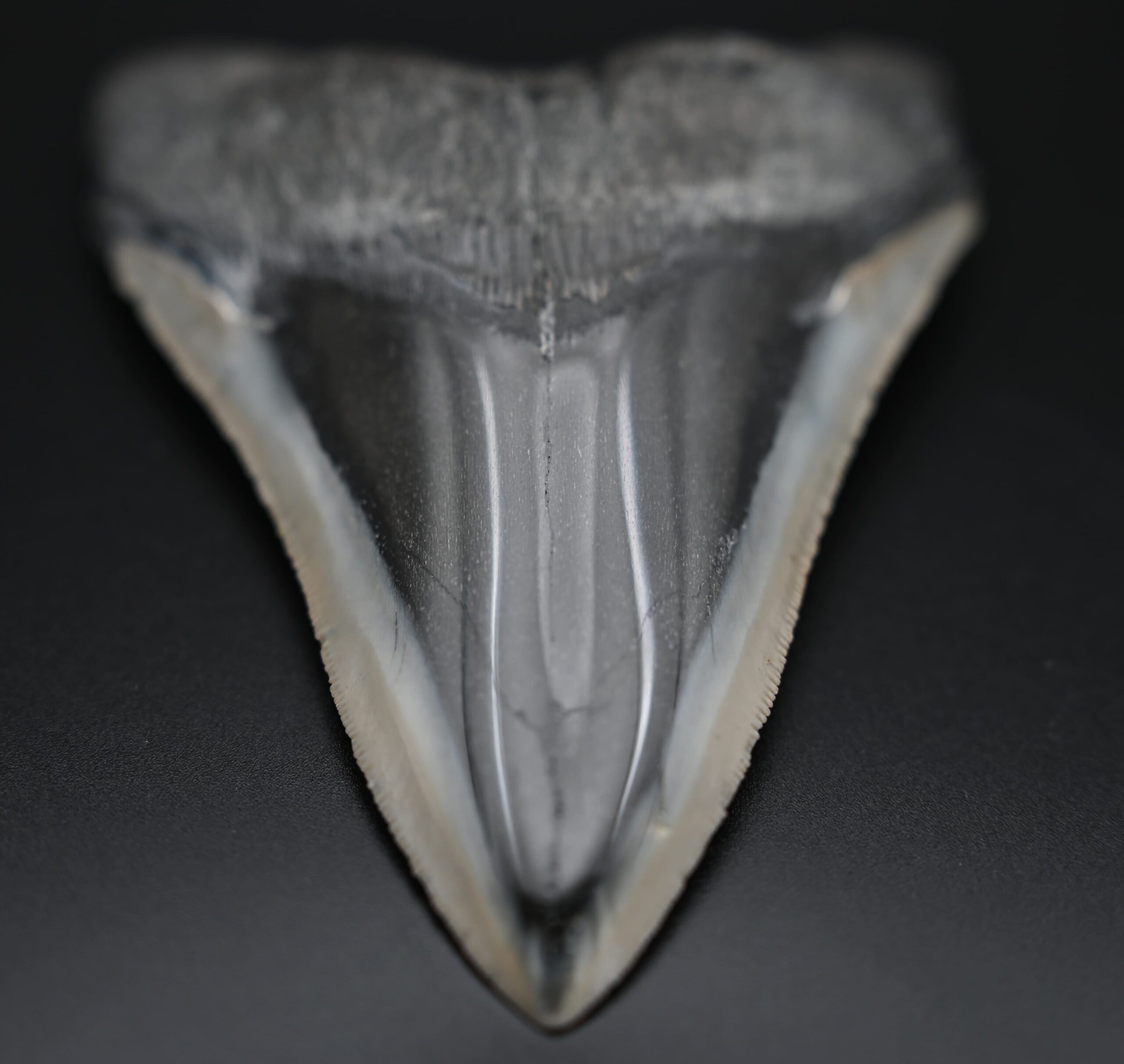 メガロドンの歯の化石 mgaz5002 | Megalodon-teeth.jp