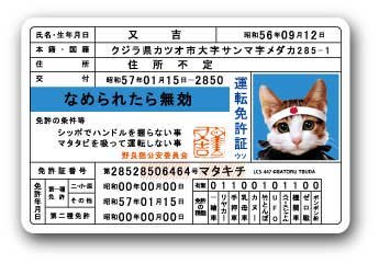 Amazon.co.jp: なめ猫 キャラクターステッカー 免許証 LCS447 懐かし