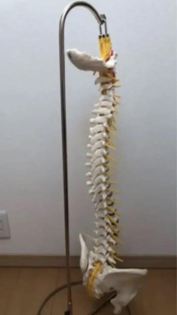 Amazon.co.jp: ドイツソムソ社製の脊椎（脊柱）骨格模型 : おもちゃ