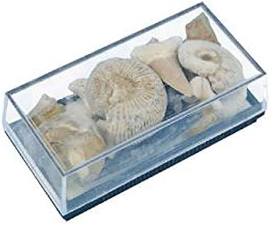 Amazon | 化石箱 化石 アソート 化石標本 | 化石・発掘 | おもちゃ