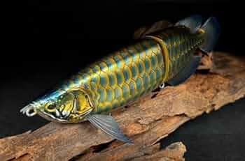 Amazon.co.jp: ドランクレイジー 皇 SUMERAGI #08 BL-001 : スポーツ