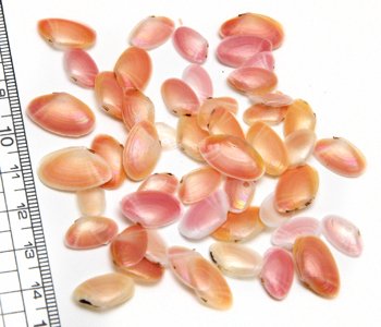 Amazon | 【小さな貝殻パーツ】サクラガイ 桜貝 さくら貝 | アクセサリ