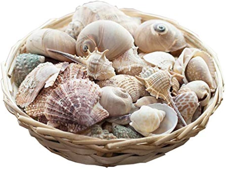 Amazon.co.jp: 天然 貝殻 セット 詰め合わせ ミックスシェル
