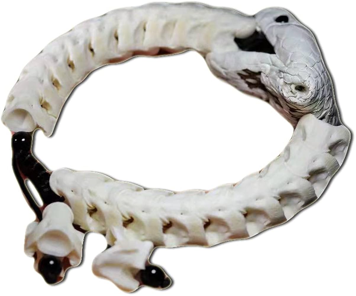Amazon | [TRANST] 蛇骨 ブレスレット フリーサイズ ファッション