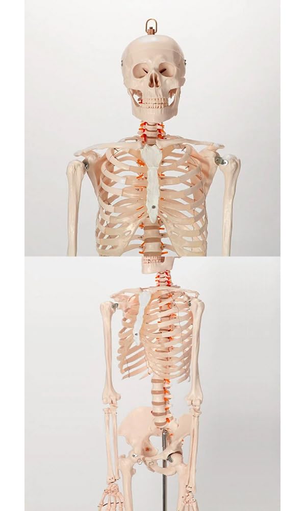Amazon.co.jp: 等身大 人体模型 全身骨格模型 等身大 骨格模型 骨格