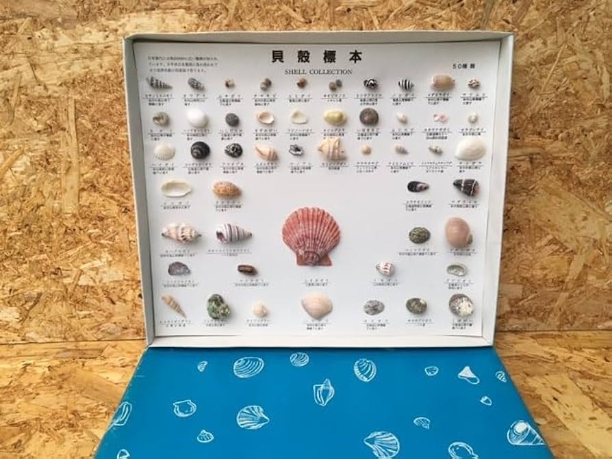 Amazon | ＜込＞日本領内 貝殻標本 50種 セット まとめて 資料 かい