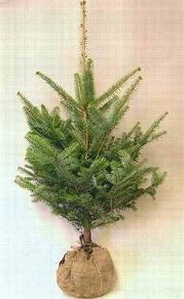 Amazon.co.jp: モミの木 本物のクリスマスツリー【樅の木100センチ