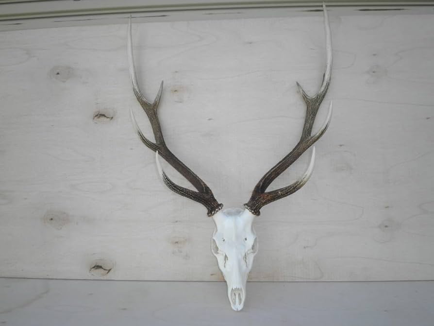 Amazon.co.jp: 北海道釧路産蝦夷鹿の角鹿角えぞ鹿エゾ鹿剥製スカル