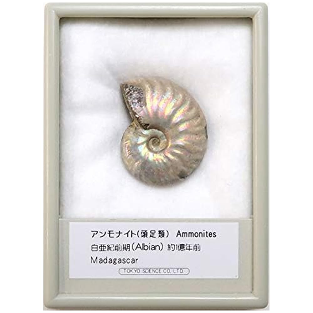 Amazon | SCIENCE 化石標本Ammonite, Rainbow Iridescent Fossil