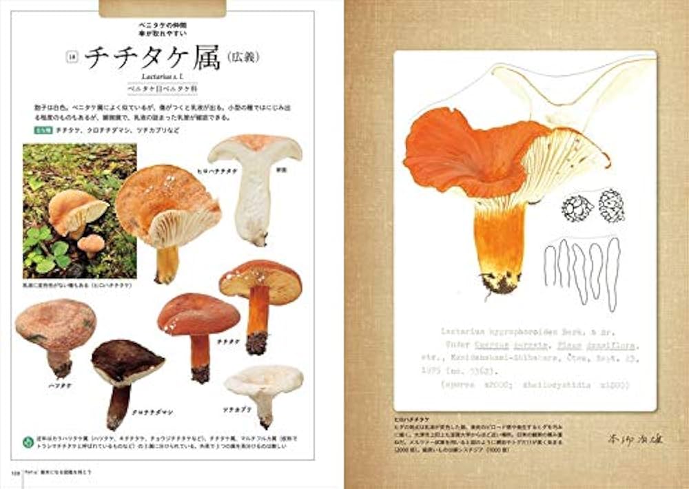 きのこの教科書 観察と種同定の入門 | 佐久間 大輔 |本 | 通販 | Amazon