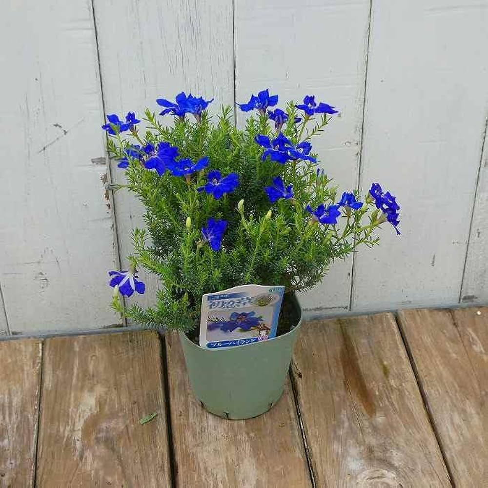 Amazon.co.jp: 初恋草 苗 ブルーハイランド 3号 青花 レシュノルティア