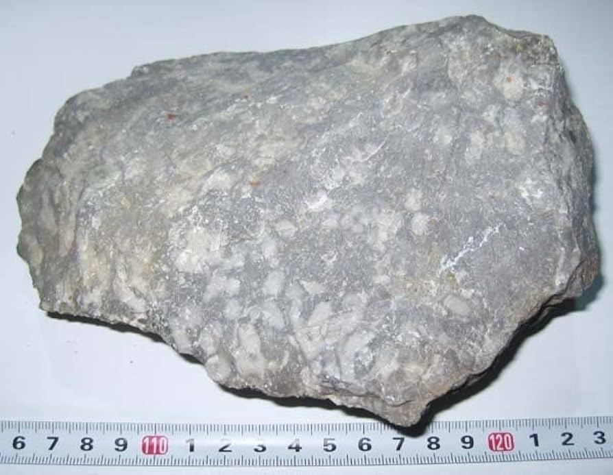 Amazon.co.jp: 日本の化石 東京都西多摩郡日の出町の石炭紀のサンゴ