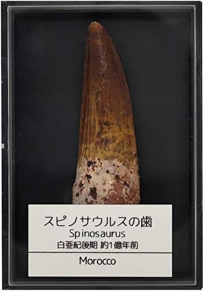 Amazon | つくしサイエンス スピノサウルス 歯 化石 恐竜 本物 白亜紀