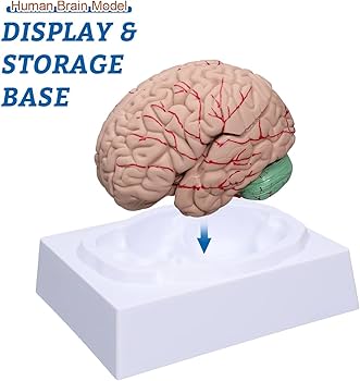 Amazon.com: CUIYMXSC Human Brain Model, 8-Part Neuroscience Brain