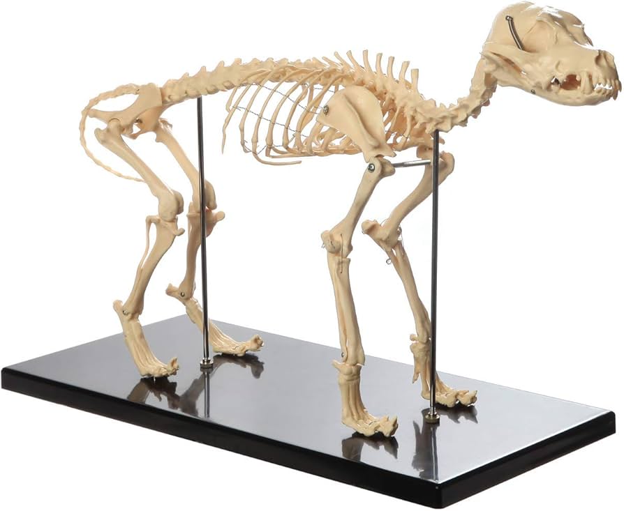 Amazon.co.jp: 犬の骨格モデル超大型犬の骨格標本モデル、動物解剖学