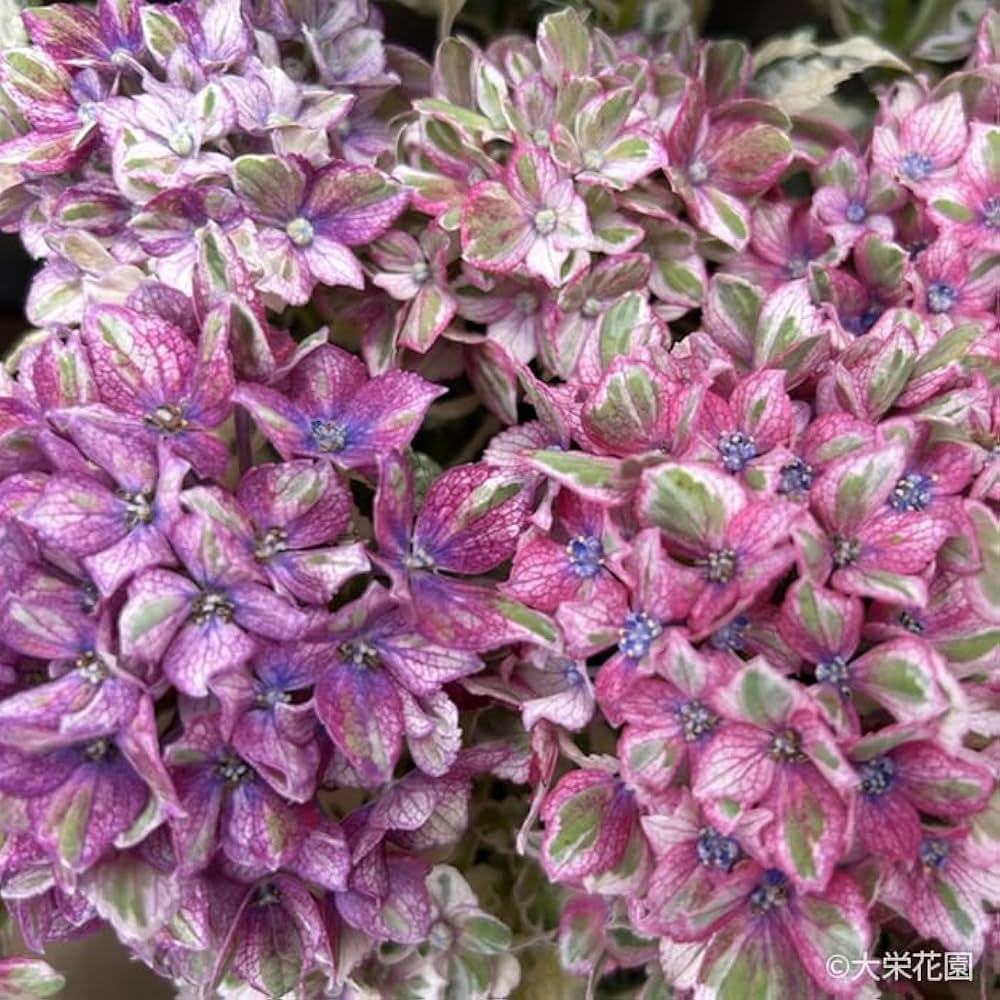 Amazon.co.jp: アジサイ カラフルランジア スパイスno.1 9cmポット