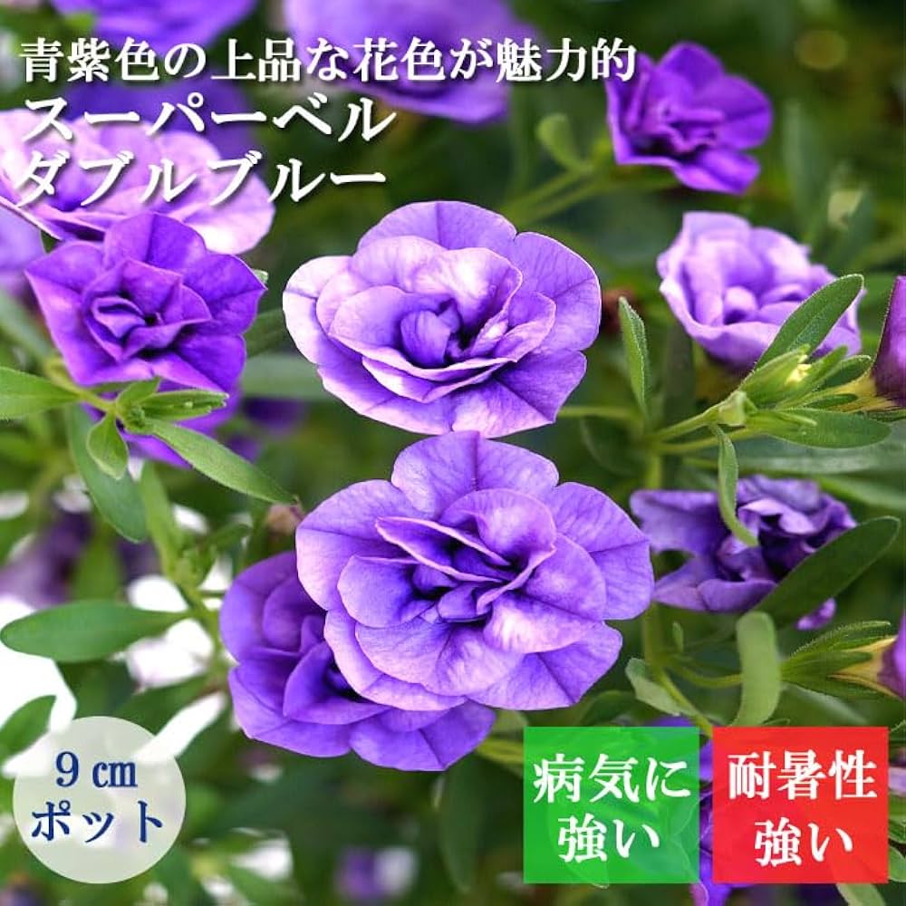 61y2eLXvHSL._AC_UF1000,