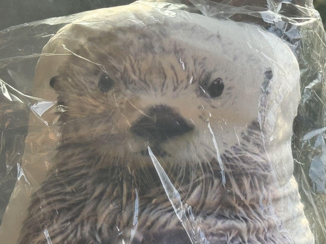 Amazon｜鳥羽水族館 オリジナル クッション 抱き枕 ラッコ 全身 メイ