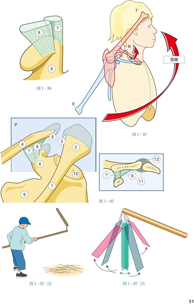 カパンジー機能解剖学 I 上肢 原著第7版 | A.I.Kapandji, 塩田 悦仁