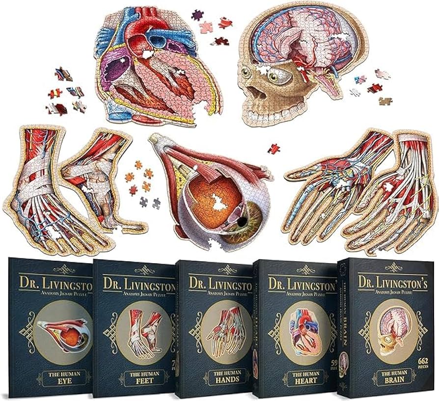 Amazon.com: Dr Livingston's Human Anatomy Organ Puzzle Bundle