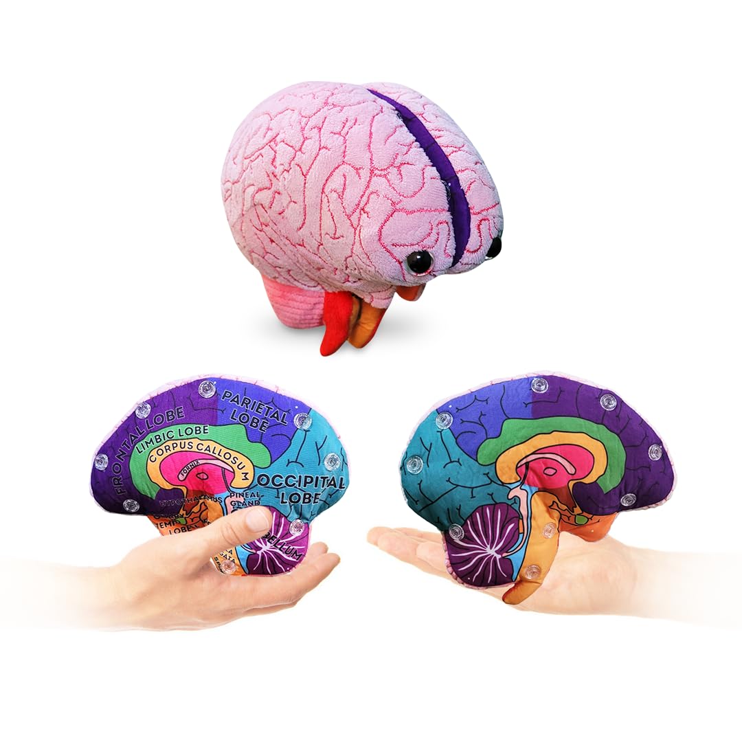 Amazon.co.jp: GIANTmicrobes 脳臓器モデル ぬいぐるみ - 脳科学