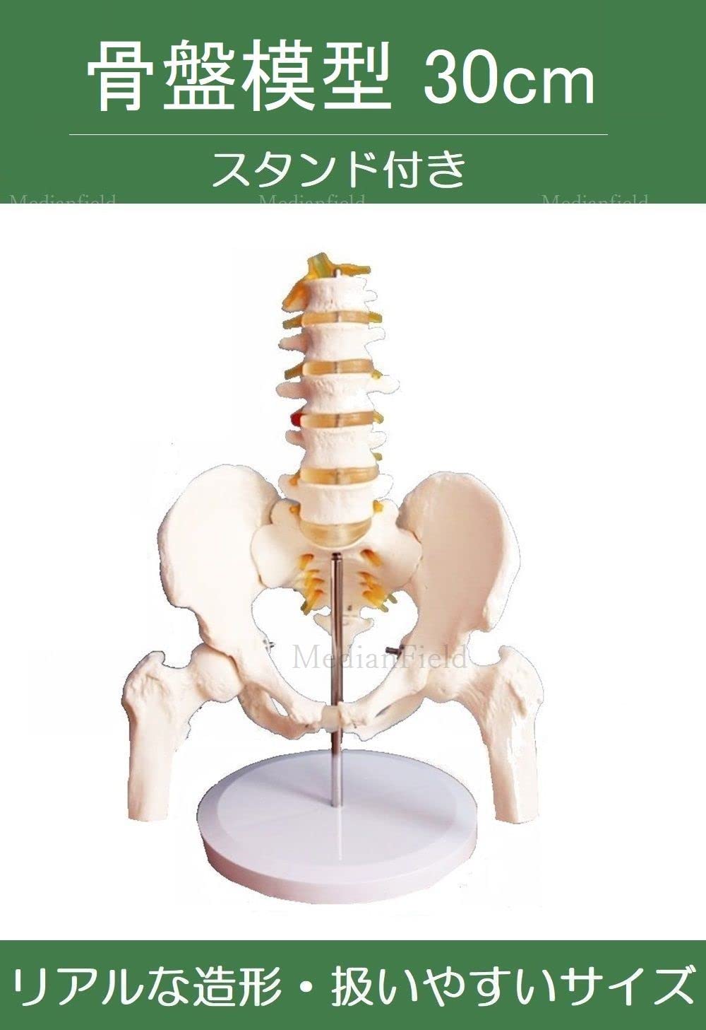 Amazon.co.jp: MedianField 【 骨盤模型 大腿骨 台座 セット 】 骨盤