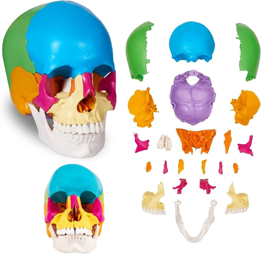 Amazon.co.jp: 22パーツ分離型頭蓋骨モデル 実物大 人間の頭蓋骨モデル