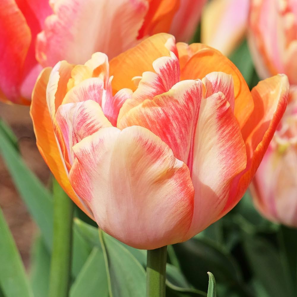 Amazon.co.jp: ITANSE 八重咲きチューリップ クリームアップ