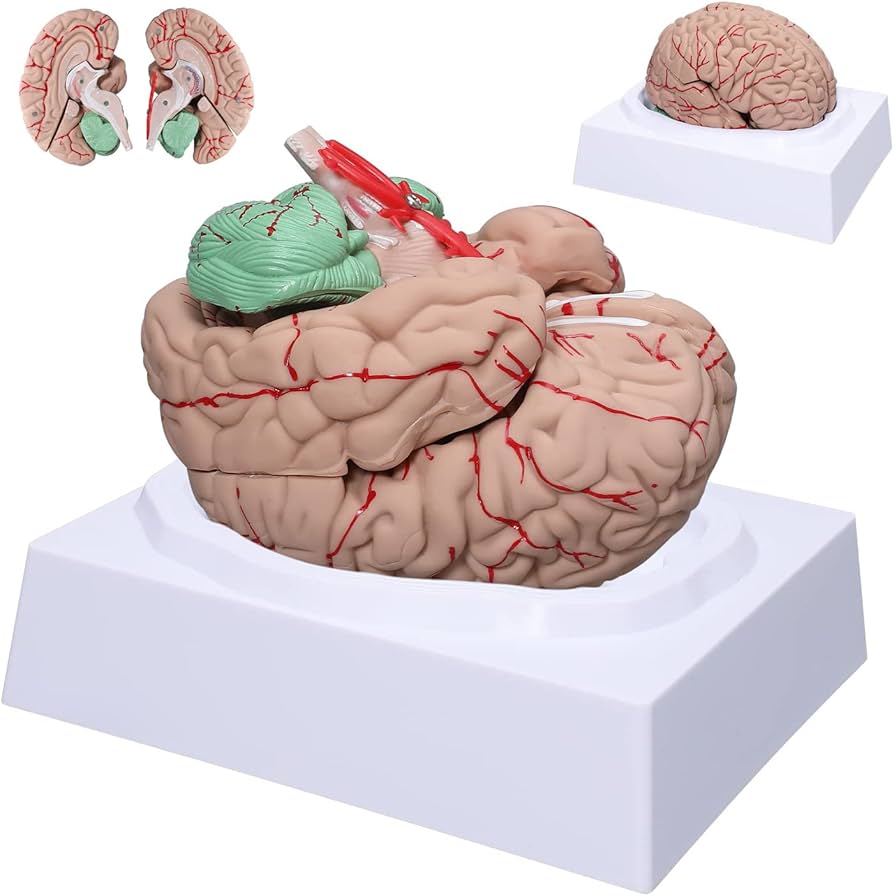 Amazon.com: CUIYMXSC Human Brain Model, 8-Part Neuroscience Brain