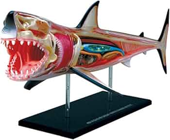 61WKfR4apXL._AC_UF350,