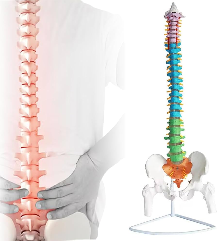 Amazon.co.jp: Ynaioang 脊髄骨盤模型 実物大 色付きの柔軟な脊椎解剖