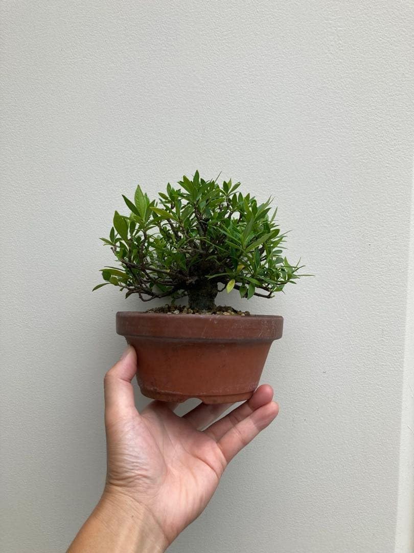 キララ ファイルマスター 大貝獣物語 キララ（ファイルマスター）大貝