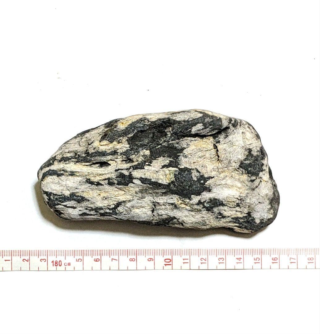 Amazon.co.jp: 青森県産 津軽錦石 珪化木 木化石 樹化石 原石 置石