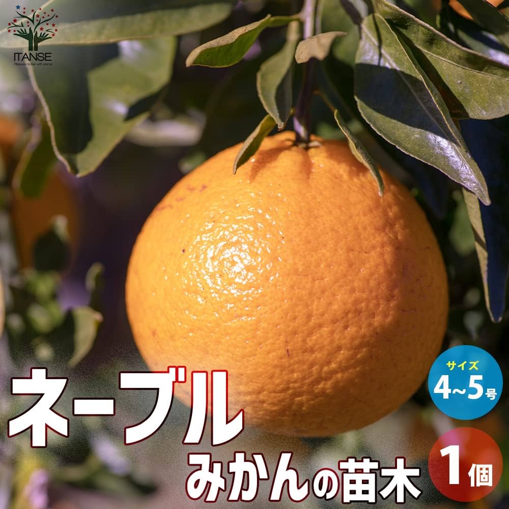 Amazon.co.jp: みかんの苗木 ネーブル 4～5号ポット【品種で選べる果樹