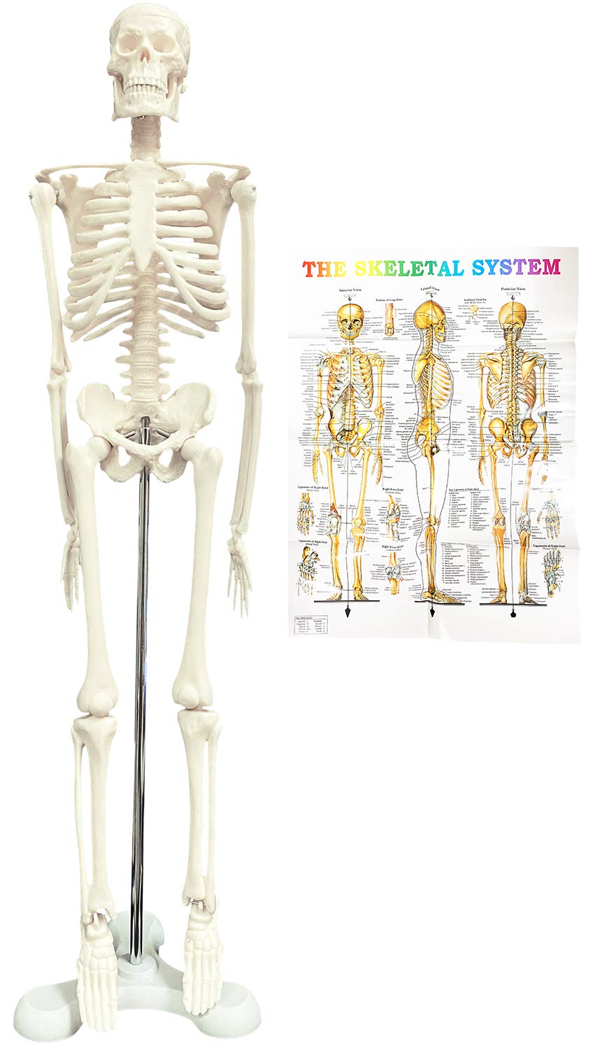 Amazon.co.jp: 人体模型 骨格標本 直立 スタンド 教材 45cm 1/4 モデル
