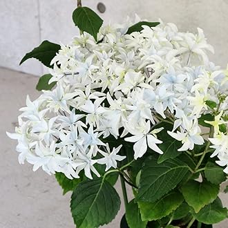 Amazon.co.jp: ITANSE: アジサイ・ハイドランジア