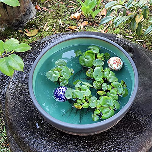 Amazon.co.jp: 信楽焼 睡蓮鉢【13号はけ目水鉢 su-0251】すいれん鉢 蓮