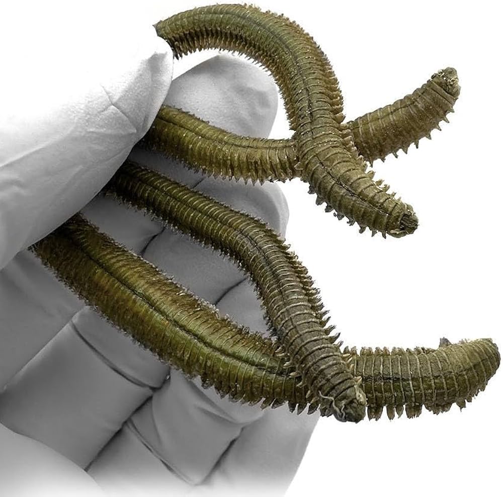 Amazon | クイックベイト 乾燥青イソメ、4個まとめ売り、釣り餌 | ノー