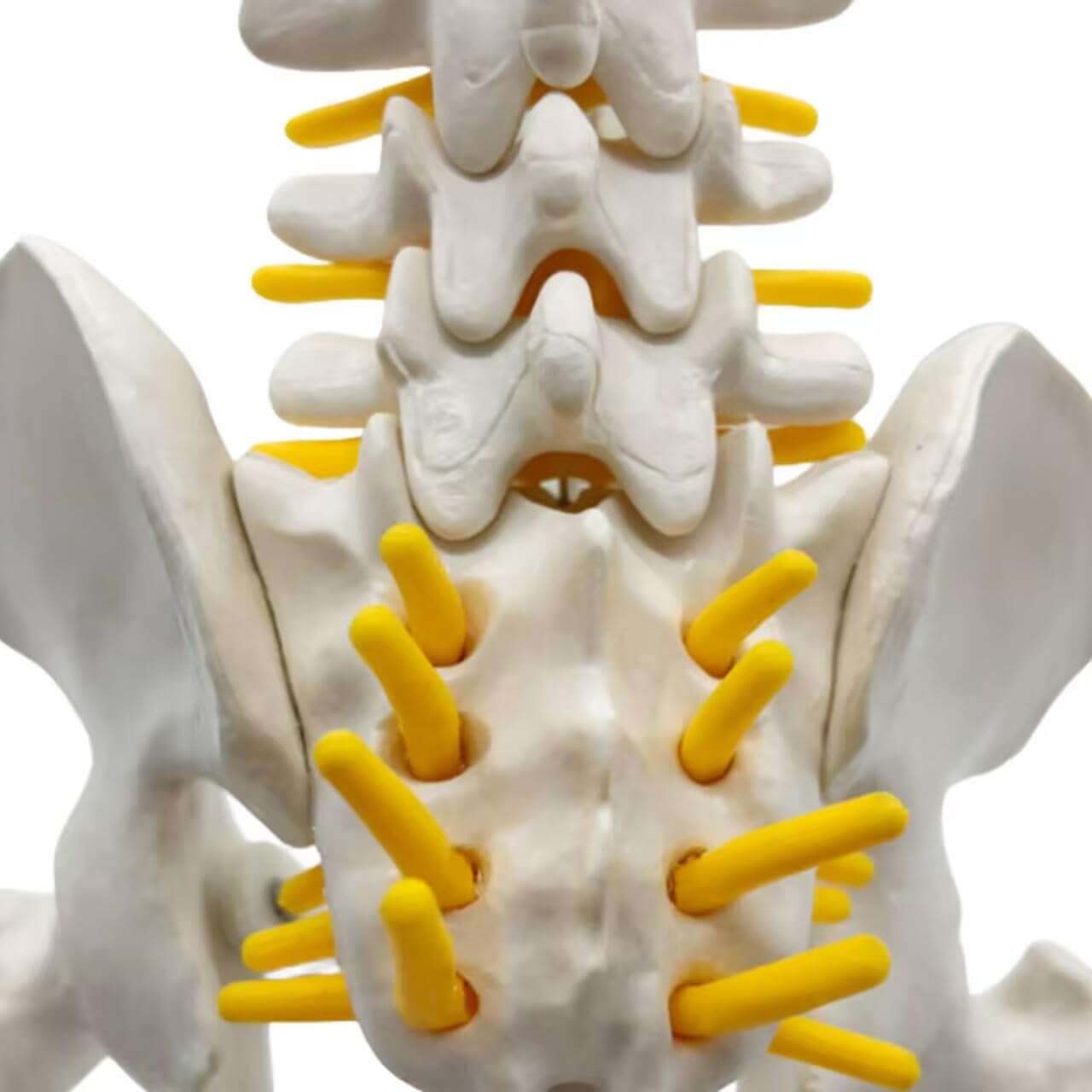 Amazon.co.jp: Ynaioang 人間の脊椎モデル 1/2サイズなのに高精度かつ