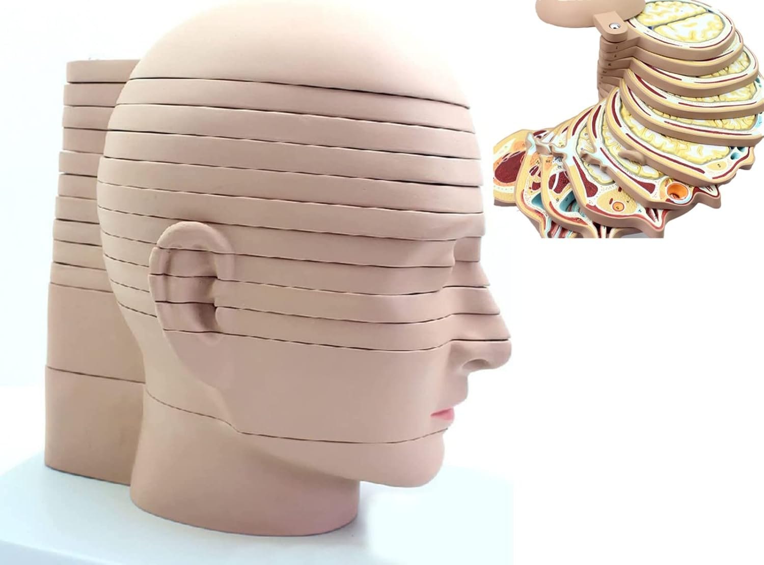 解剖学用分解可能頭部模型