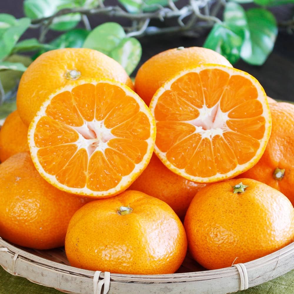 Amazon.co.jp: 井口みかん園の三ヶ日みかん 青島【三ケ日平山産】 (8kg