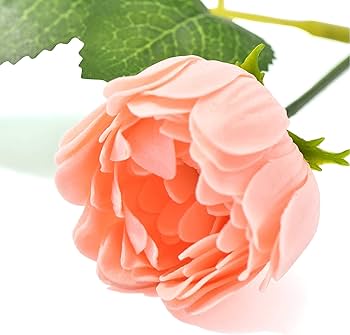 Amazon.co.jp: Francfranc フランフラン セレーナ ボディケアギフト