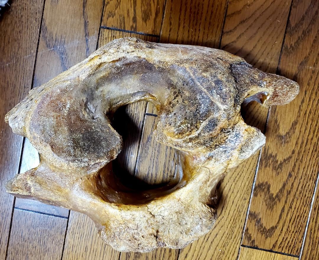 Amazon.co.jp: マンモスの頚椎骨の化石 本物 古代 ゾウ 象 歴史 : おもちゃ